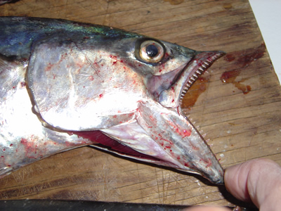 Sierra mackerel teeth